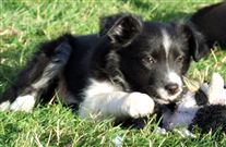 Click for large image