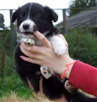 Click for large image