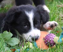 Click for large image